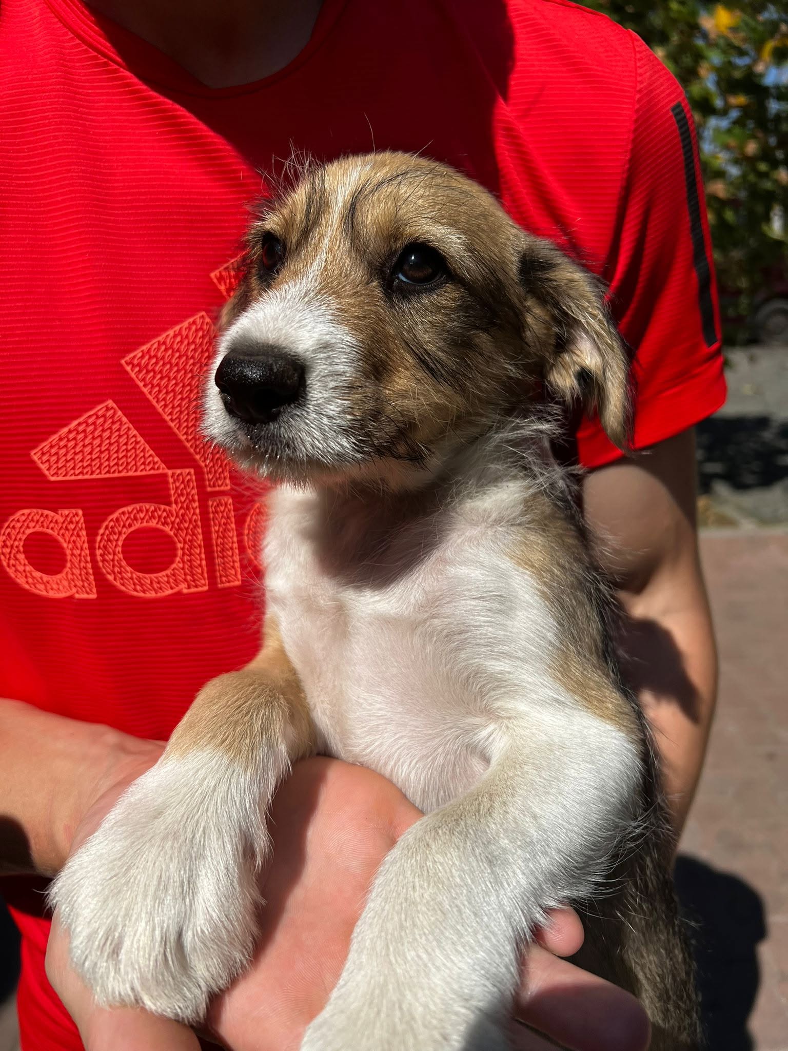 Vito01